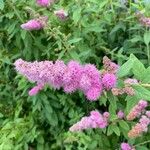 Spiraea douglasiiCvet