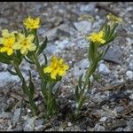 Lithospermum incisum Хабит