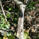 Morella pensylvanica 樹皮