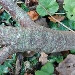 Cistus populifolius Bark