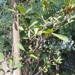 Terminalia mantaly Blad