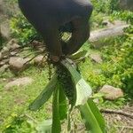 Chlorophytum stenopetalum Leaf