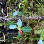 Polygaloides chamaebuxusFlower