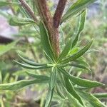 Heterotheca camporum Leaf