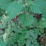 Collinsonia canadensis Hoja
