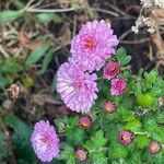 Chrysanthemum × morifolium Květ