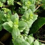 Coleus caninus Habit