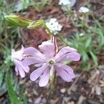 Silene secundiflora Flower