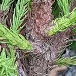 Cryptomeria japonica Écorce