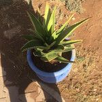 Aloe veraLehti