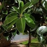 Ficus elastica Folha