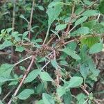 Amaranthus graecizans फूल