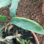 Aspidistra sichuanensis Hoja