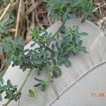 Medicago sativaLeaf