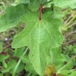 Clappertonia ficifolia Blatt