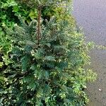 Taxus brevifolia Облик