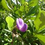 Canavalia rosea Λουλούδι