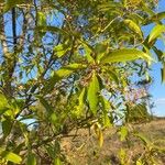 Nectandra angustifolia Blad