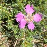 Dianthus lusitanusFlower