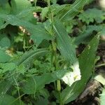 Commelina coelestis عادت داشتن