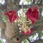 Kigelia africana फूल
