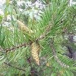 Pinus banksiana 果