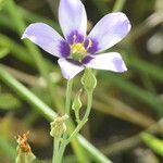Eustoma exaltatum Cvet