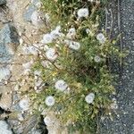 Senecio viscosus Habitat