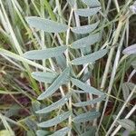 Onobrychis viciifolia Blad