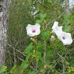 Ipomoea pandurataപുഷ്പം