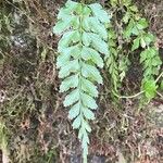 Asplenium cuneatum Hoja