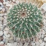 Mammillaria magnimamma Fulla