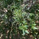 Cercocarpus ledifolius Leaf