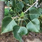 Populus x canadensis Frunză