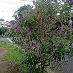 Tibouchina urvilleana Hábito