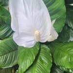 Spathiphyllum wallisiiBloem