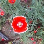 Papaver dubiumFlor