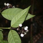 Psychotria deflexa Floro