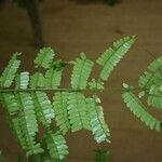 Pseudopiptadenia psilostachya Yaprak