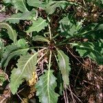 Brassica insularis Habit