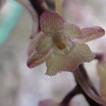 Rhipidoglossum rutilum Flower