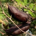 Vachellia caven Φρούτο