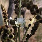 Isoberlinia tomentosa Floro