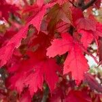 Acer × freemanii পাতা