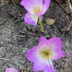 Colchicum speciosum 花