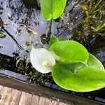 Calla palustris Fiore