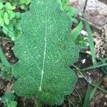 Salvia hierosolymitana Leaf