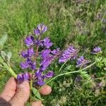 Vicia tenuifoliaFlower