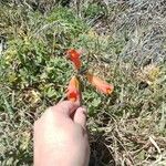 Fritillaria recurva പുഷ്പം