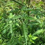 Cicuta maculata Leaf